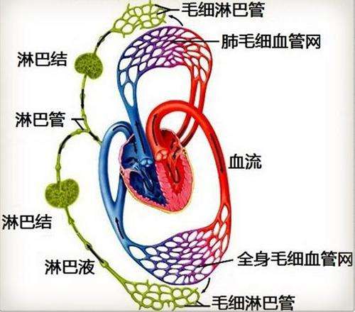 淋巴瘤新藥